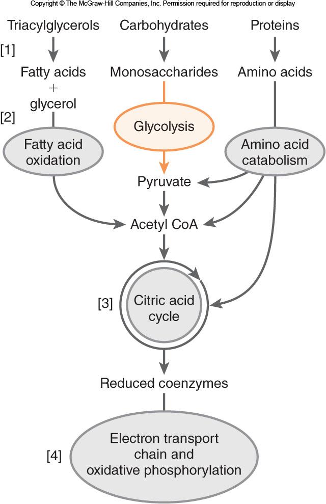 Glycolysis Definition Glycolysis is a linear, 10-step anaerobic pathway that converts glucose into two molecules of pyruvate.