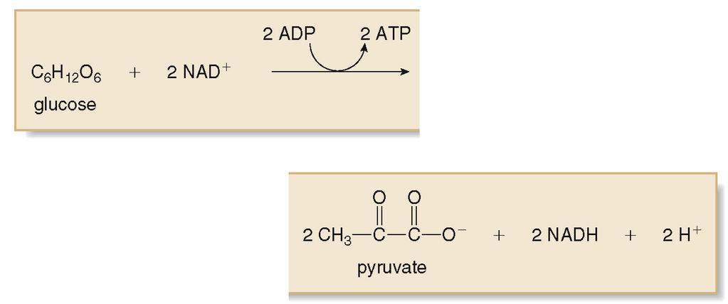 Glycolysis Overall Reaction 2 ATPs are used in phase one of glycolysis, and 4 ATPs are made in phase two of glycolysis.