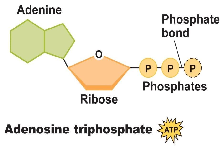 Adenosine Triphosphate (ATP) A high-energy molecule composed of adenine, ribose, three phosphate molecules Energy is stored in the bonds that
