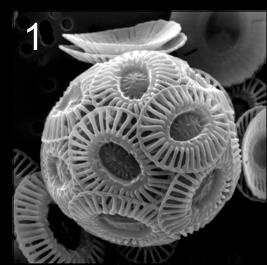 i) Which is which (1 mark), and what materials are their shells made of? i. Coccolithophore, Calcium carbonate (CaCO 3 ) ii.