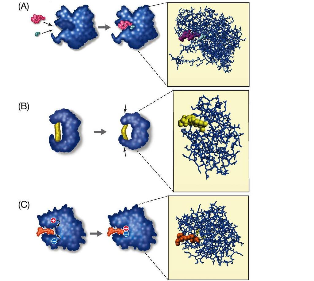 Life at the Active Site Enzymes orient substrate molecules, bringing together the atoms that will bond Citrate synthase Lysozyme Enzymes