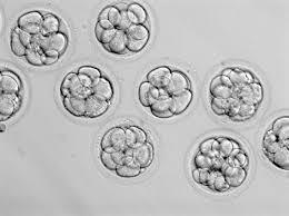number and quality of embryos