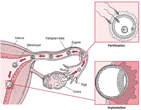 Aims of the embryology laboratory Creation of a large number of embryos and supporting their
