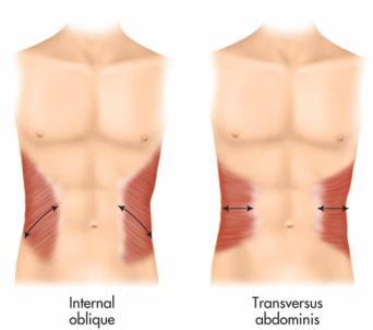 Accessory Muscles Figure 14-18 The accessory muscles of exhalation.