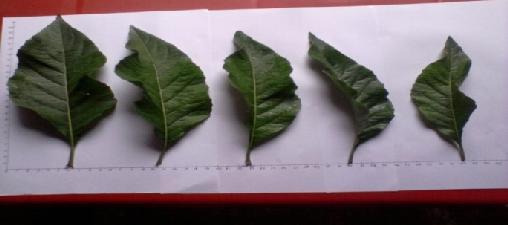 Figure 1. Result of macroscopic examination of African leaf.