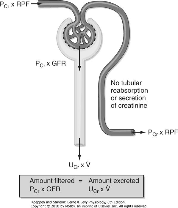 Estimation of GFR NB: this equation is the same form as that for clearance So, clearance of creatinine provides a means for determining the GFR Figure 32.