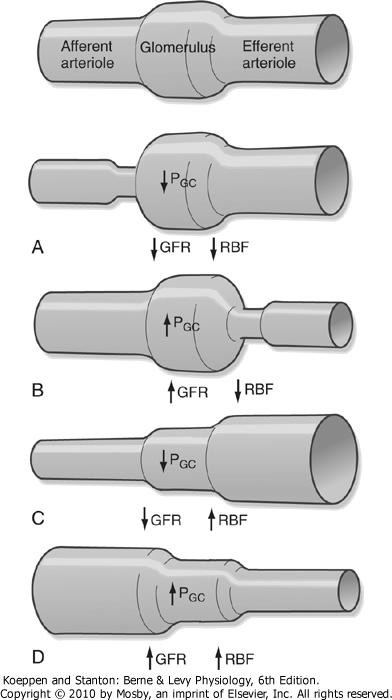 Dynamics of Ultrafiltration GFR can be altered by changing Kf or by changing any of the Starling forces ( NFP) In normal individuals, the GFR is regulated by alterations in P GC that are mediated