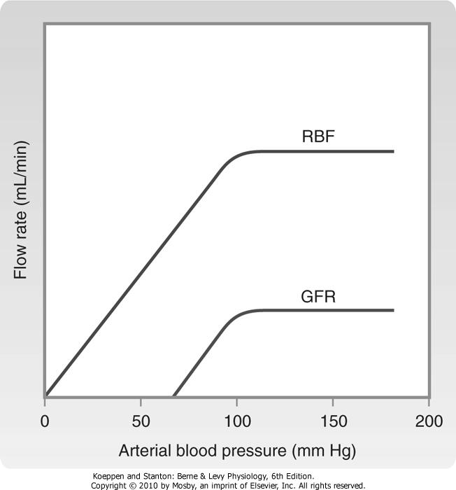 Renal Blood Flow arterial pressure RBF = Aortic pressure Renal venous pressure Renal vascular resistance afferent arteriole efferent arteriole interlobular artery RBF remains relatively constant ABP