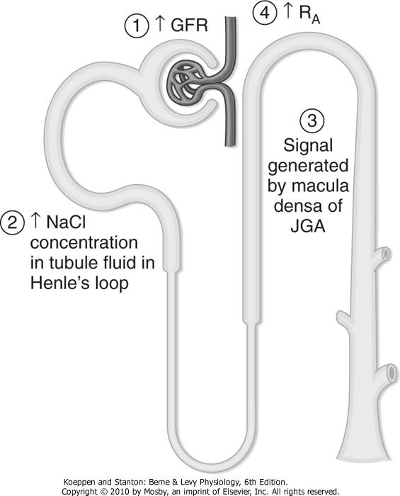 Autoregulation of RBF & GFR [NaCl]-dependent mechanism : Tubuloglomerular Feedback [NaCl] in tubular fluid is sensed by the macula densa of the JGA & converted into a signal that affect afferent