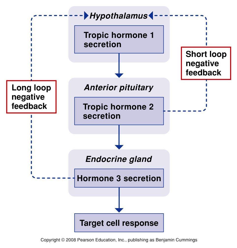 長的負回饋路徑 短的負回饋路徑 The multistep pathways by which hypothalamic and anterior pituitary tropic hormones are produced are