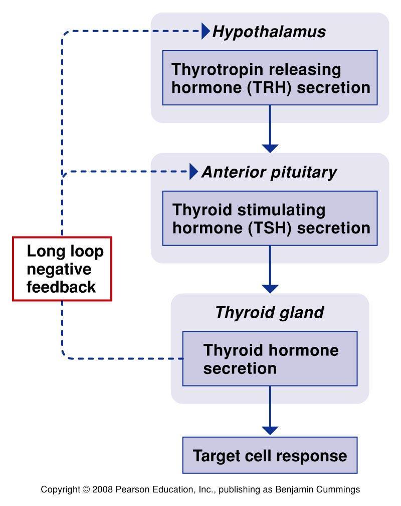 Thyroid hormones provide negative feedback 負回饋 only to their own tropic hormones they have no effect, for