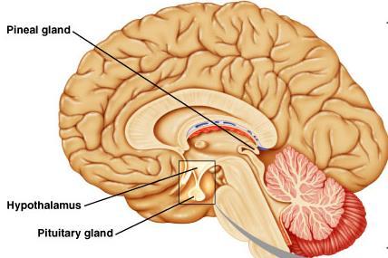 Pineal Gland The pineal gland 松果腺, which is located within the brain, is composed of glandular tissue 腺體組織 that secretes the hormone melatonin 退黑激素 The function of melatonin is still a topic of