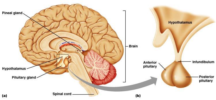 Hypothalamus and pituitary gland The hypothalamus is a part of the brain with many functions in addition to its role as an endocrine gland it secretes several hormones, most of which affect the