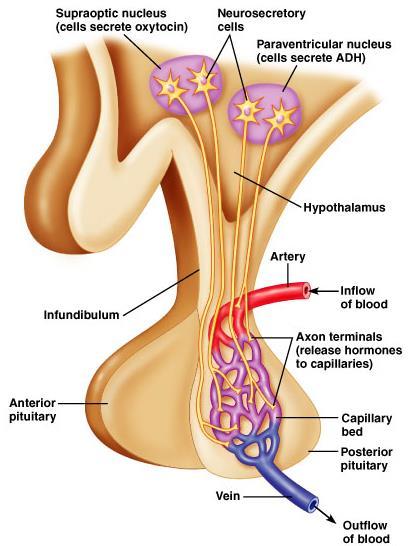 Neural connection to posterior pituitary Figure 6.3 Connection between hypothalamus and posterior pituitary gland.