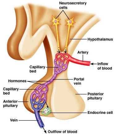 Blood connection between hypothalamus and anterior pituitary Figure 6.4 The hypothalamus-pituitary portal system.
