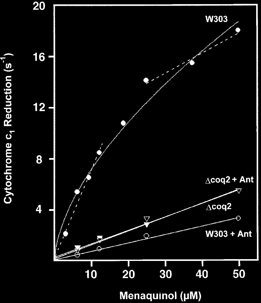 Concerted Ubiquinol Oxidation in the Cytochrome bc 1 Complex 13537 FIG. 2.Menaquinol reduction of wild-type and ubiquinol-deficient cytochrome bc 1 complex in the absence or presence of antimycin.