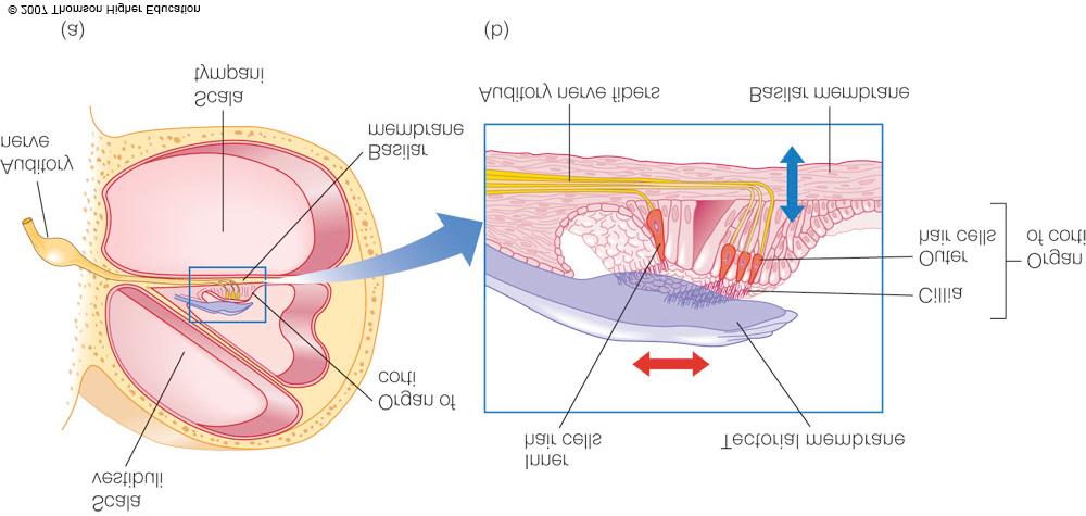 Function - Where transduction happens The stapes rocks against the oval window. The vibration of the oval window triggers waves in the fluid of the cochlea.
