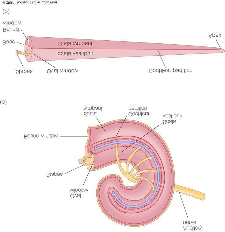 This bending action changes into an electrical signal that leaves the cochlea through the auditory nerve. Cochlea & organ of corti Transduction happens in the inner ear in the hair cells.