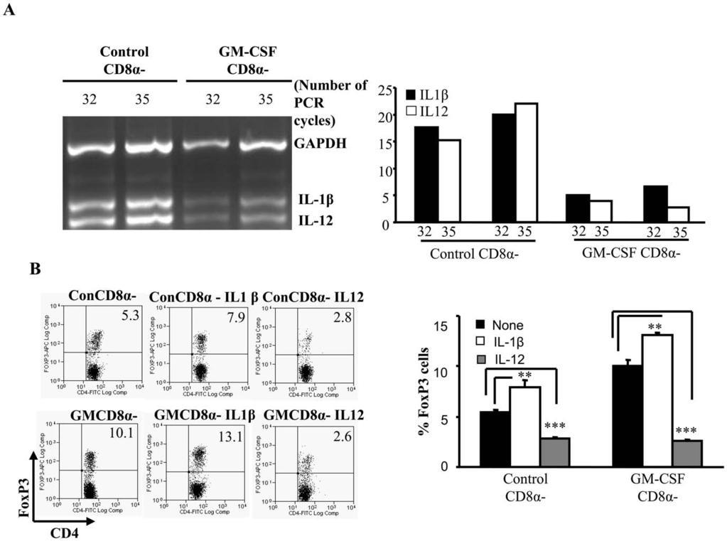 Figure 1. GM-CSF-treated DCs show suppressed levels of IL-12 and IL-1b; addition of IL-1b enhances Foxp3 expression.