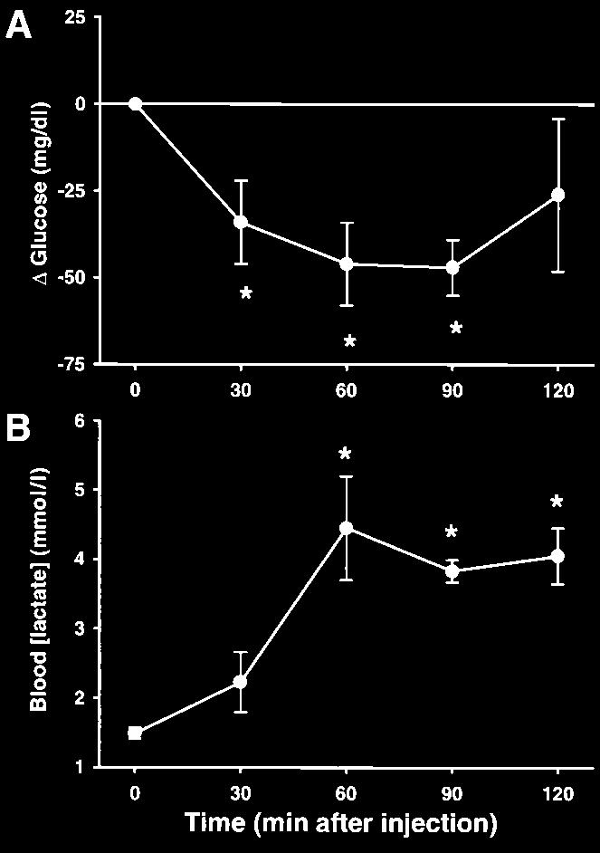 W.G. ASCHENBACH AND ASSOCIATES FIG. 1. Effects of in vivo AICAR treatment on blood glucose and lactate concentrations. Rats were given an intraperitoneal injection of AICAR (0.