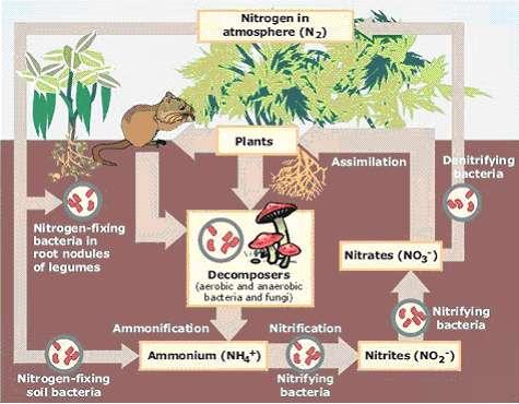 Biological Nitrogen Fixation (BNF): In this process, the atmospheric nitrogen is converted to ammonia by an enzyme called nitrogenase.