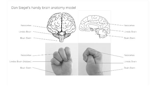 Brain Hand Model Brain Anatomy Limbic System When in a situation that is threatening, our primitive survival skills kick in.