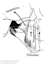 mandibular joint function was considered
