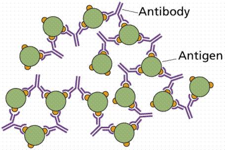 Antigen-Antibody Reaction For every antigen there exists a specific antibodies Antibodies are named for the antigen to which they bind.