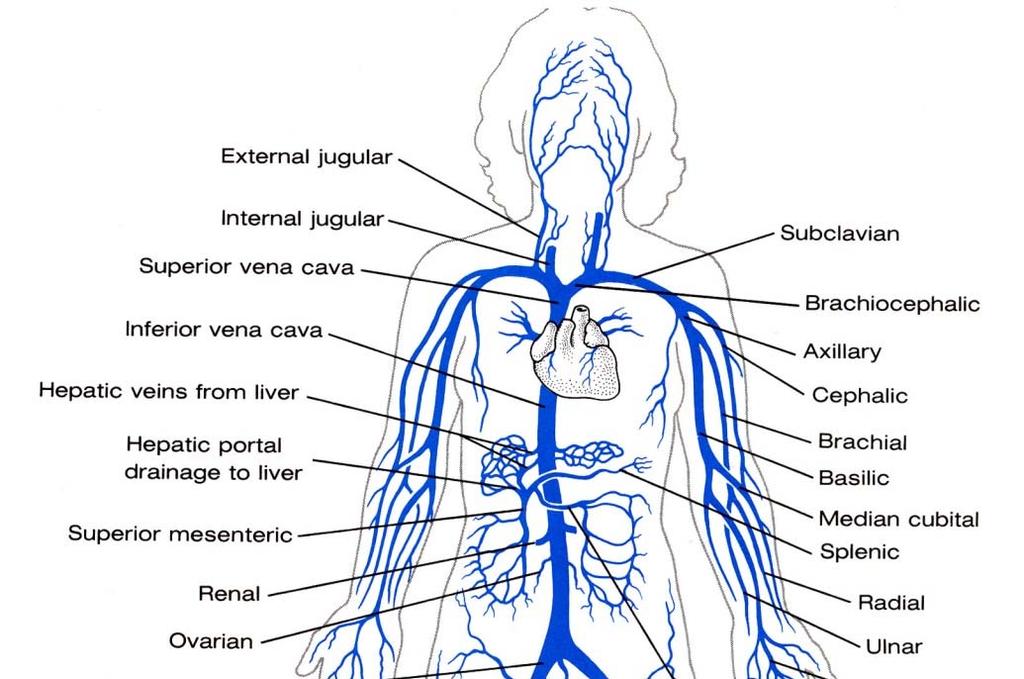 The vein of systemic circulation System of superior vena