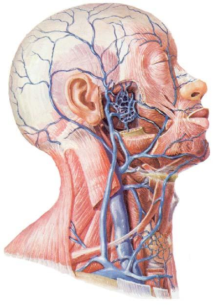 The vein of the head and neck 1 Facial v 2 Superficial v 2 Sup.temporal v 3 Ant. jugular v 4 Ext.