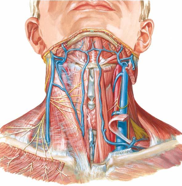 Anterior view of the superficial vein in the