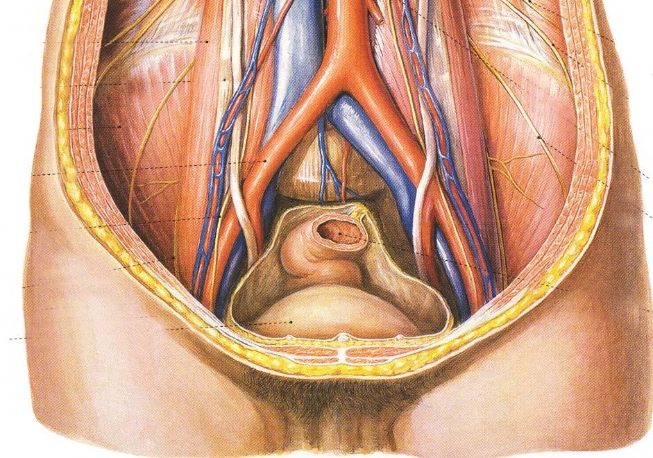 Veins of the abdomen Veins of the pelvis