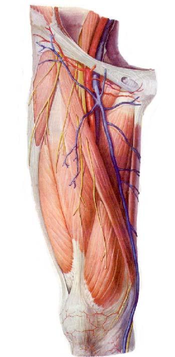 Tributaries of greater saphenous vein 1 lateral superficial femoral v 2 medial superficial femoral v 3 external pudendal v 4