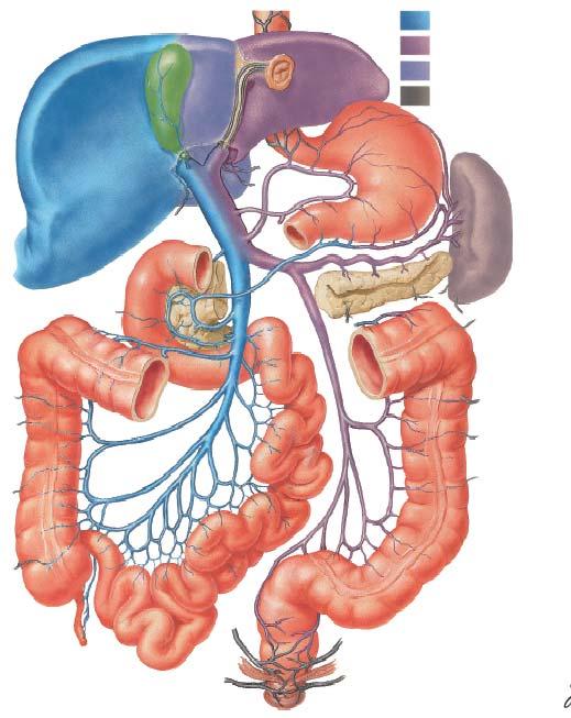 Features of hepatic portal vein To form anastomosis between superior vena cava and inferior