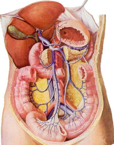 Abdominal vein-portal vein system Portal vein Hepatic
