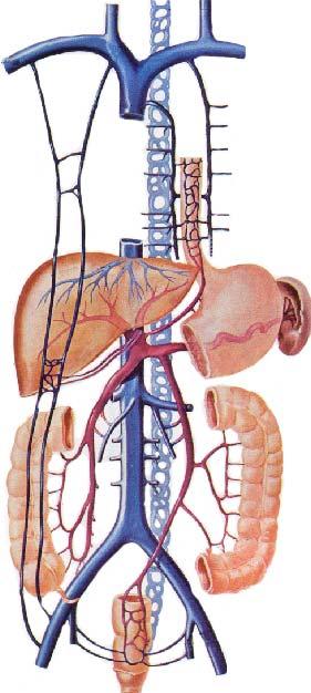 Anastomosis routine between portal vein & caval vein Tributaries of portal vein Esophageal venous