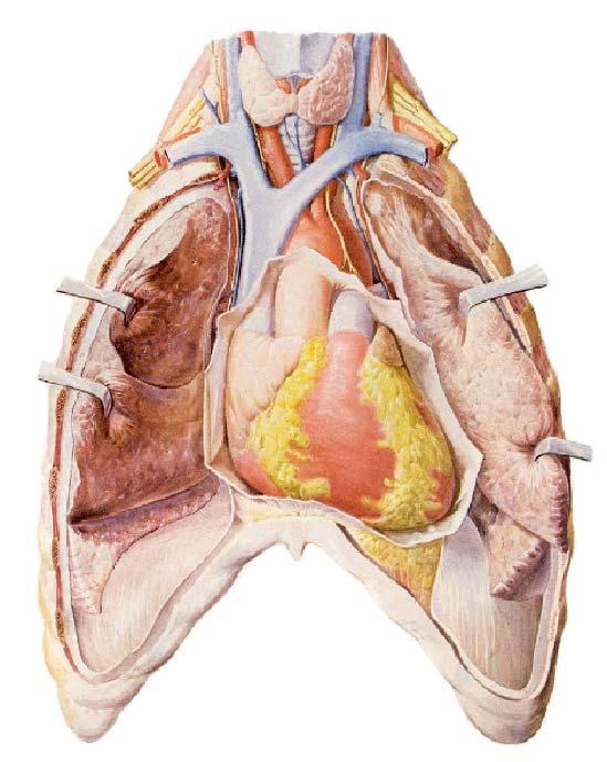 A few important large veins 1 Left internal jugular v. 2 Left subclavian v.