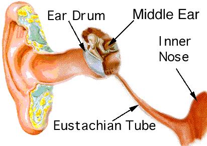 The ear Hearing Provides information about environment: distances, directions, objects etc.