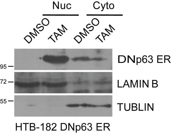 Supplementary Figure 12 Estrogen receptor (ER)-mediated DNp63 inducible expression validation in vitro.