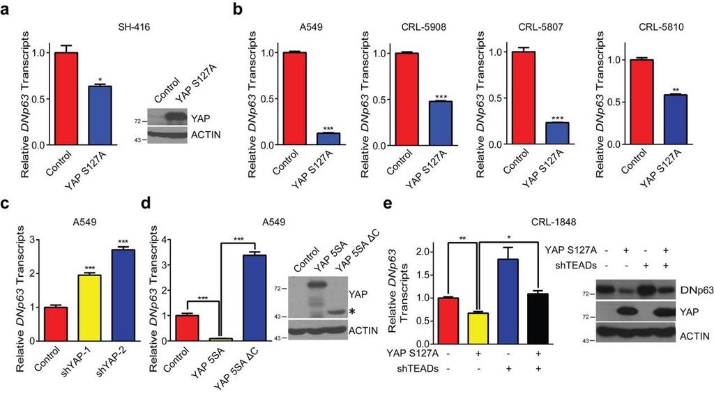 Supplementary Figure 6 YAP negatively regulates DNp63 transcription in human lung cancer cell lines. (a) Ectopic YAP S127A expression down-regulated DNp63 mrna and protein levels in SH-416 cells.