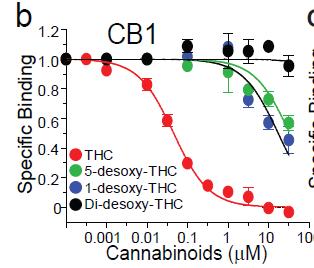Chemical modification of THC: 5-desoxy-THC (DH-CBD) retains its potency in potentiating IGly but losses its binding