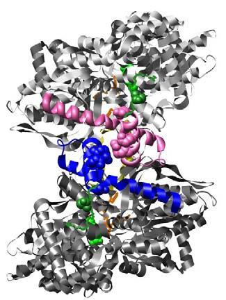 96 A19 A B N23 K29 E287 R33 W387 Y613 F285 active site Figure 5.1: Dimeric structure of glycogen phosphorylase b inhibited by glucose. Subunit 1 is colored light grey. Subunit 2 is colored dark grey.