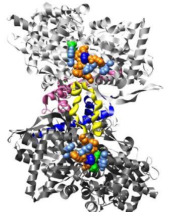 The 280 s loop is shown in orange. A) View of active site face of dimer showing the 280 s loop at the active site cleft.