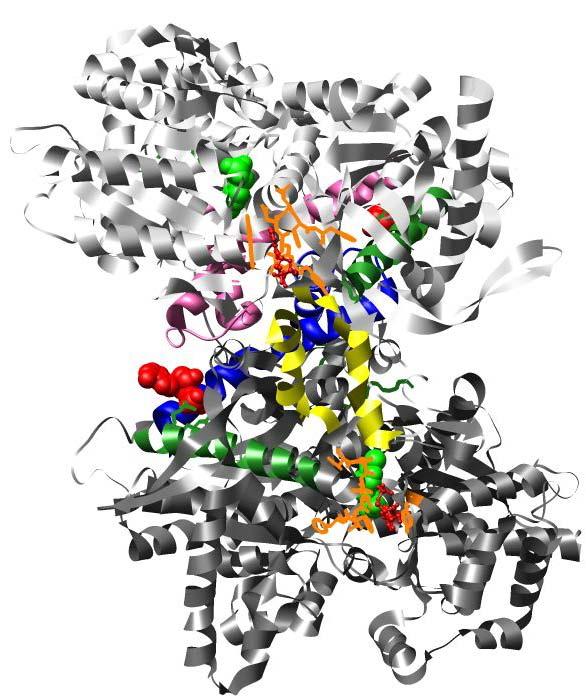 123 R309 and R310 Figure 6.1: α-helix 8 of glycogen phosphorylase. Subunit 1 is shown in light grey. Subunit 2 is shown in dark grey. AMP is shown in red.