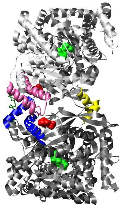 3 N-terminus α-helix 1 Tower helix α-helix 2 AMP Acidic patch Glycogen storage site Purine inhibition site (active site cleft) Active site Figure 1.