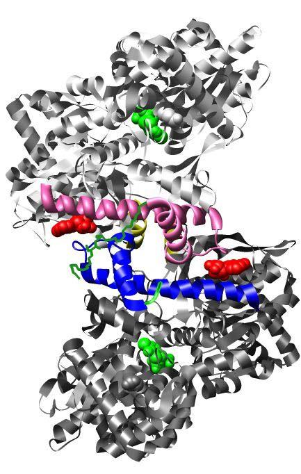 14 A B N-terminus cap loop Figure 1.2: Dimeric structure of activated and inhibited phosphorylase b highlighting α-helices 1 and 2, cap loop, and N-terminus. Subunit 1 is colored light grey.