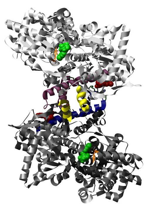 Tyrosine 613 (purine inhibition site) and 280 s loop are shown in orange (not visible in B). The active site cofactor is colored green. A) Inhibitor bound structure (PDB 2gpb).