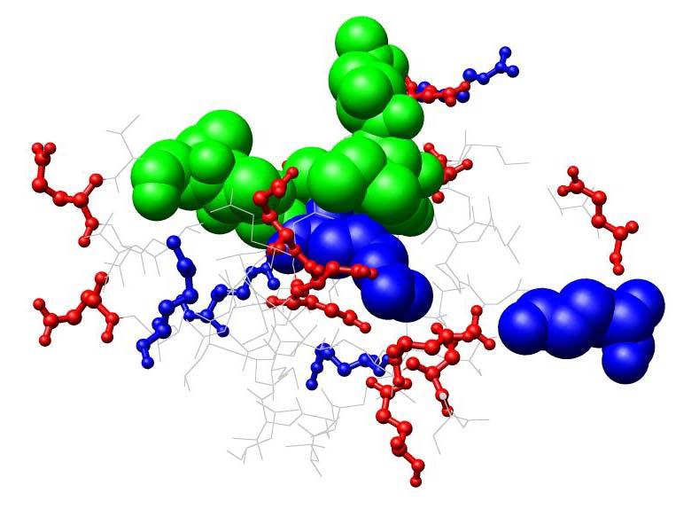 79 S14 R16 K544 E105 Figure 4.1: The acidic patch of glycogen phosphorylase. K544, R16, and the remainder of the N-terminus (from residue 12) are shown in space-filling.