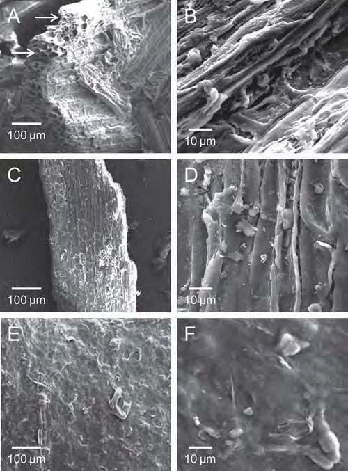 Figure 3. SEM micrographs of untreated (A and B), SAA-treated (C and D) and COSLIF-treated (E and F) switchgrass.