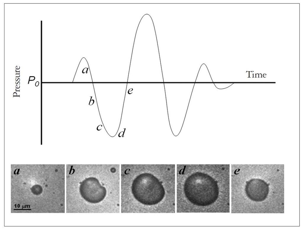 Volumetric oscillation of microbubble in an acoustic field Bubble compression and expansion occur during different pressure phases of